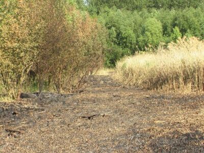 Verbrannter Schilfgürten Foto: unbekannt