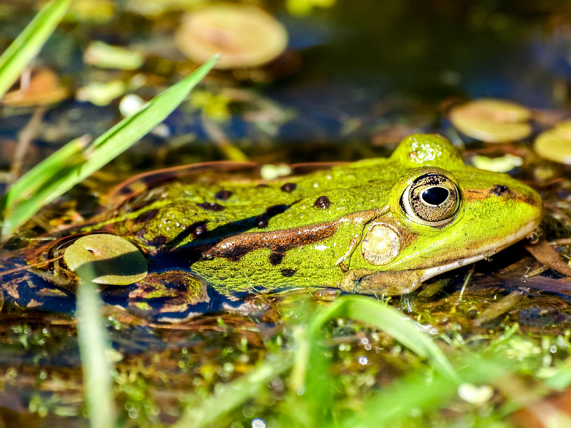 Copyright: Kathy Büscher, NABU Rinteln