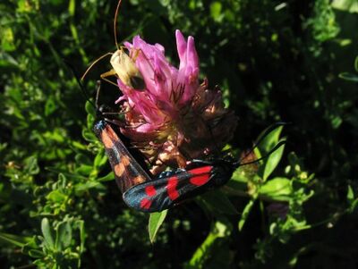 2013: Gemeines Blutströpfchen (Zygaena filipendulae) Foto: Wolfgang Voigt