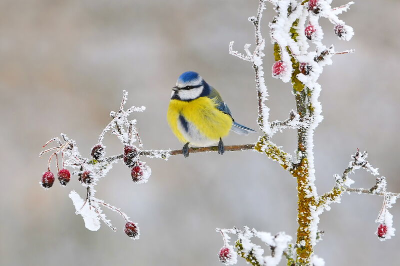 Copyright: NABU/CEWE/Josef Graf