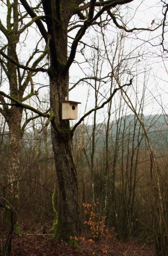 Foto: Ralf Evertz