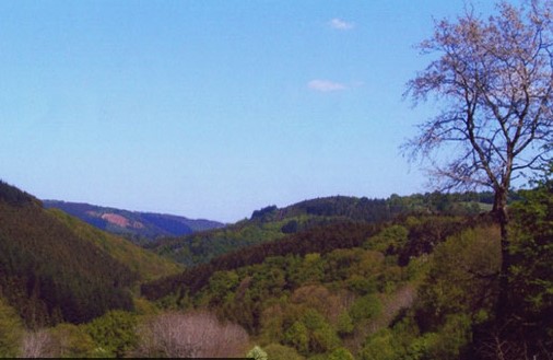 "Clever Wald" Foto: Clever / Repro: Voigt, NABU Aachen-Land