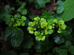 Foto: Wolfgang Voigt