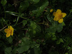 Foto: Wolfgang Voigt