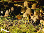 Foto: Norbert Schwankhaus