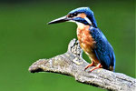 Eisvogel Foto: Matthias Bülles