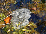 Foto: Norbert Schwankhaus