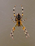 Foto: Norbert Schwankhaus