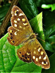Foto: Wolfgang Voigt