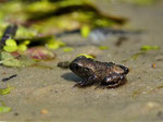 Foto : Norbert Schwankhaus