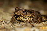 Foto: Norbert Schwankhaus