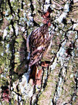 Foto: Wolfgang Voigt