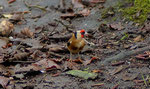Foto: Norbert Schwankhaus
