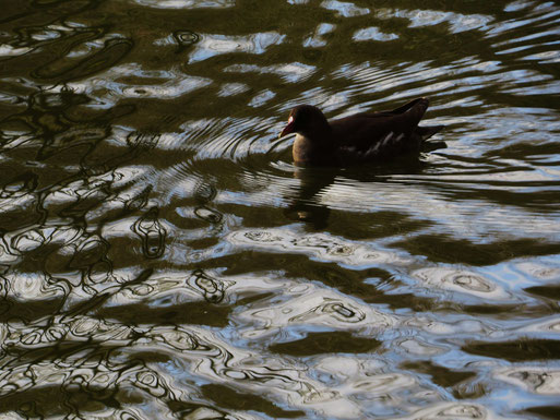 Teichralle im Alsdorfer Tierpark (Foto: Wolfgang Voigt)