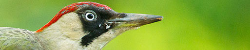 Unser Titelbild im Jahr 2014 (Foto: NABU / Rosl Roessner), bearbeitet von Wolfgang Voigt